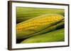 Organic, Sweet Corn-null-Framed Photo