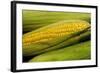 Organic, Sweet Corn-null-Framed Photo
