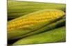 Organic, Sweet Corn-null-Mounted Photo