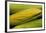 Organic, Sweet Corn-null-Framed Photo