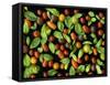 Organic Tomatoes and Basil Isolated-Christian Slanec-Framed Stretched Canvas