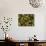 Organic Tomatoes and Basil Isolated-Christian Slanec-Photographic Print displayed on a wall