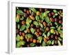 Organic Tomatoes and Basil Isolated-Christian Slanec-Framed Photographic Print