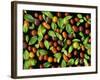 Organic Tomatoes and Basil Isolated-Christian Slanec-Framed Photographic Print