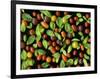 Organic Tomatoes and Basil Isolated-Christian Slanec-Framed Photographic Print