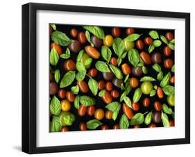 Organic Tomatoes and Basil Isolated-Christian Slanec-Framed Photographic Print