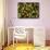 Organic Tomatoes and Basil Isolated-Christian Slanec-Mounted Photographic Print displayed on a wall