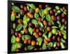 Organic Tomatoes and Basil Isolated-Christian Slanec-Framed Photographic Print