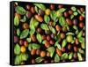 Organic Tomatoes and Basil Isolated-Christian Slanec-Framed Stretched Canvas
