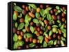 Organic Tomatoes and Basil Isolated-Christian Slanec-Framed Stretched Canvas