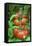 Organic Tomatoes on the Plant-Nico Tondini-Framed Stretched Canvas