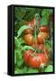 Organic Tomatoes on the Plant-Nico Tondini-Framed Stretched Canvas