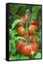 Organic Tomatoes on the Plant-Nico Tondini-Framed Stretched Canvas