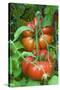 Organic Tomatoes on the Plant-Nico Tondini-Stretched Canvas