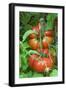 Organic Tomatoes on the Plant-Nico Tondini-Framed Photographic Print