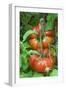 Organic Tomatoes on the Plant-Nico Tondini-Framed Photographic Print