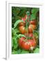 Organic Tomatoes on the Plant-Nico Tondini-Framed Photographic Print