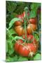Organic Tomatoes on the Plant-Nico Tondini-Mounted Photographic Print
