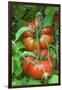 Organic Tomatoes on the Plant-Nico Tondini-Framed Premium Photographic Print