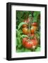 Organic Tomatoes on the Plant-Nico Tondini-Framed Photographic Print