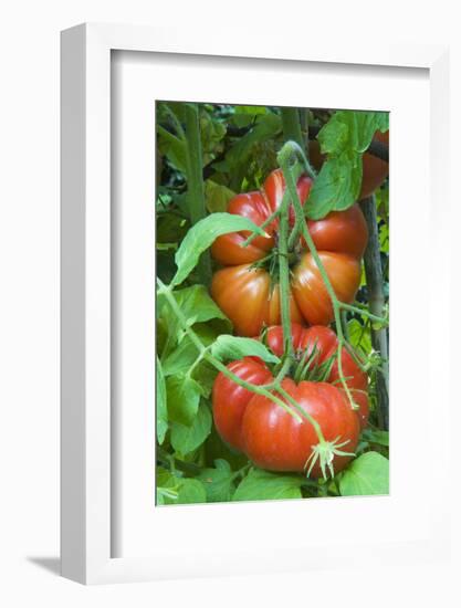 Organic Tomatoes on the Plant-Nico Tondini-Framed Photographic Print