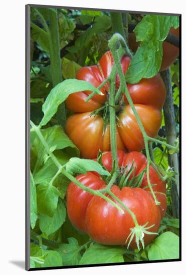 Organic Tomatoes on the Plant-Nico Tondini-Mounted Photographic Print