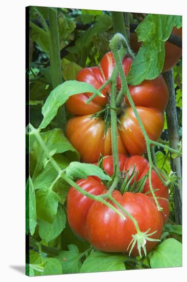 Organic Tomatoes on the Plant-Nico Tondini-Stretched Canvas