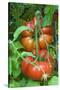 Organic Tomatoes on the Plant-Nico Tondini-Stretched Canvas
