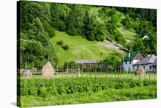 Organic Vegetable Garden-David Ionut-Stretched Canvas