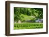 Organic Vegetable Garden-David Ionut-Framed Photographic Print