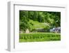 Organic Vegetable Garden-David Ionut-Framed Photographic Print