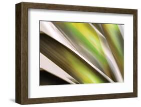 Organic VI-Andrew Michaels-Framed Photographic Print