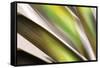 Organic VI-Andrew Michaels-Framed Stretched Canvas