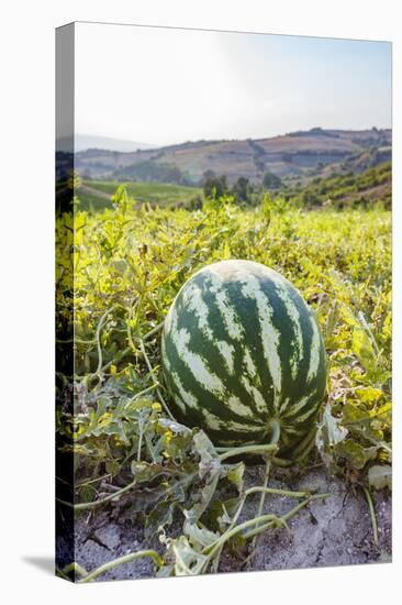 Organic watermelon farm, Marmara region, Turkey.-Ali Kabas-Stretched Canvas