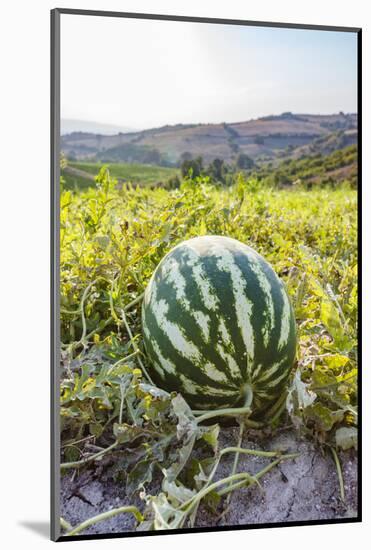 Organic watermelon farm, Marmara region, Turkey.-Ali Kabas-Mounted Photographic Print