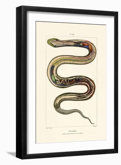 Organs, 1833-39-null-Framed Premium Giclee Print