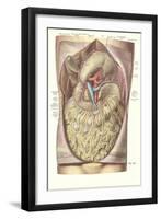 Organs, Veins, Arteries of the Torso-Found Image Press-Framed Giclee Print