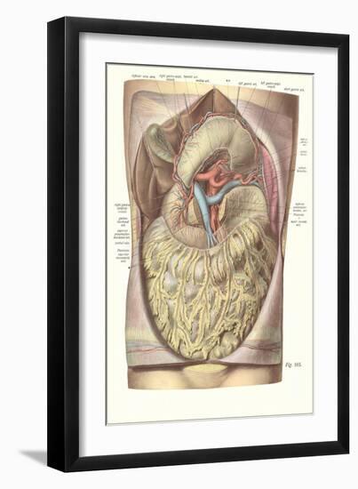 Organs, Veins, Arteries of the Torso-Found Image Press-Framed Giclee Print