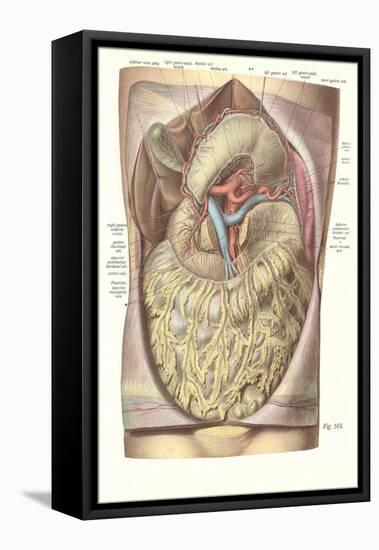 Organs, Veins, Arteries of the Torso-Found Image Press-Framed Stretched Canvas