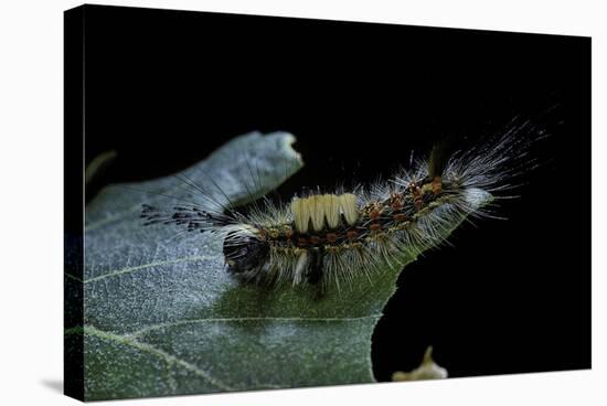 Orgyia Antiqua (Rusty Tussock Moth, Vapourer Moth) - Caterpillar-Paul Starosta-Stretched Canvas