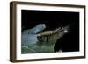 Orgyia Antiqua (Rusty Tussock Moth, Vapourer Moth) - Caterpillar-Paul Starosta-Framed Photographic Print