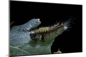 Orgyia Antiqua (Rusty Tussock Moth, Vapourer Moth) - Caterpillar-Paul Starosta-Mounted Photographic Print