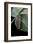 Orgyia Antiqua (Rusty Tussock Moth, Vapourer Moth) - Flightless Female-Paul Starosta-Framed Photographic Print