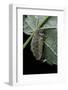 Orgyia Antiqua (Rusty Tussock Moth, Vapourer Moth) - Flightless Female-Paul Starosta-Framed Photographic Print
