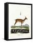 Oribi-null-Framed Stretched Canvas