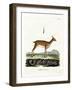 Oribi-null-Framed Giclee Print