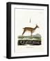 Oribi-null-Framed Giclee Print