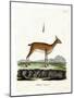 Oribi-null-Mounted Giclee Print