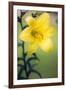 Orienpet Lily (Lilium Sp.)-Maria Mosolova-Framed Photographic Print