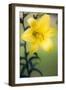 Orienpet Lily (Lilium Sp.)-Maria Mosolova-Framed Photographic Print